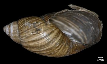 Media type: image;   Malacology 133207 Aspect: apertural